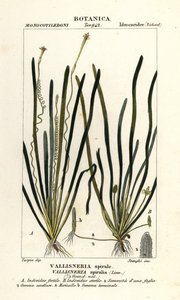 Tapegräs eller ålgräs, Vallisneria spiralis