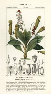 Tropisk kannaväxt, Nepenthes destillatoria av Stanghi Stanghi