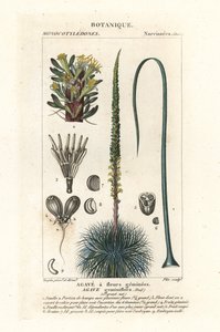 Tvillingblommig agave, Agave geminiflora av Stanghi Stanghi