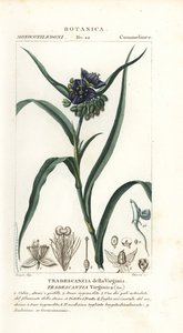 Virginia spindelört, Tradescantia virginiana