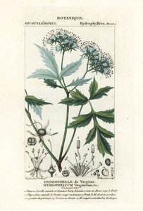 Virginia vattenblad, Hydrophyllum virginianum av Stanghi Stanghi