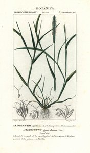 Vattenrävsvans, Alopecurus geniculatus av Stanghi Stanghi