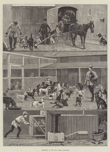 Skisser på hundhemmet, Battersea