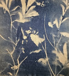Blå botaniska skuggor