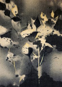 Mörka botaniska former av Stefano Mazzolini