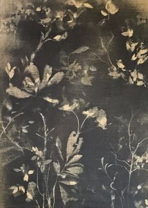 Mörk botanisk studie av Stefano Mazzolini