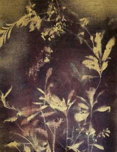 Mörk botanisk studie av Stefano Mazzolini
