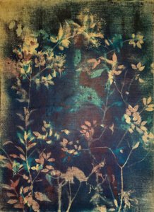 Eteriska blå botaniska motiv av Stefano Mazzolini