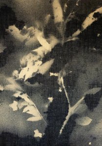 Eteriska botaniska silhuetter av Stefano Mazzolini