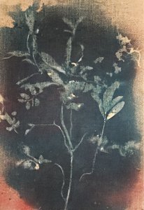 Blekt blått botaniskt motiv av Stefano Mazzolini