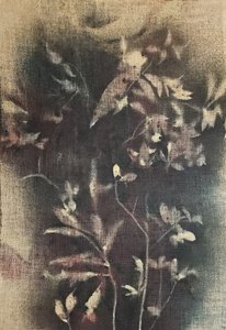 Blekta botaniska former av Stefano Mazzolini