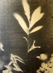 Skarp botanisk silhuett av Stefano Mazzolini