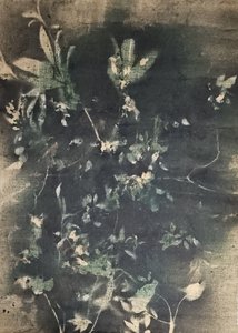 Botaniska vintageskuggor