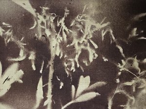 Botaniska silhuetter i vintagestil