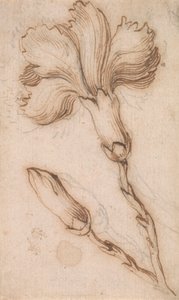 En studie av rosa och rosor av Stefano della Bella