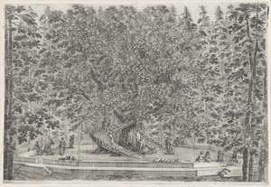 De bewoonde boom i trädgården av Villa Pratolino Villa Pratolino (serietitel) Vues de la villa de Pratolino (serietitel) av Stefano della Bella