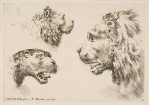 Heads of Three Lions, ca. 1641.