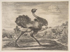 Strutsjakt, från Animal hunts Jagar på olika djur, ca. 1654. av Stefano della Bella