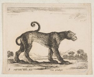 Tallrik 9: leopard, från 