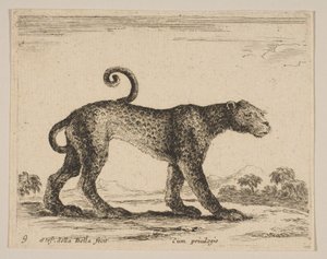 Tallrik 9: leopard, från Diverse djur Diversi animali, ca. 1641. av Stefano della Bella