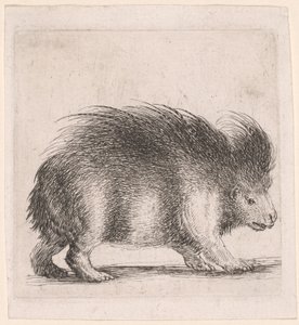 Piggsvinet, vänder sig åt höger av Stefano della Bella