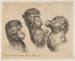 Tre kamelhuvuden, ca. 1641. av Stefano della Bella