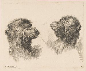 Två kamelhuvuden, ca. 1641. av Stefano della Bella