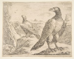 Två örnar, från Eagles Les aigles, ca. 1651.