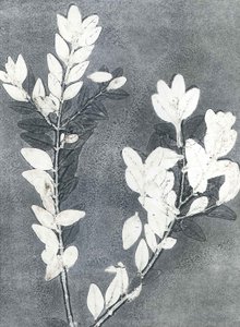 Midnight Garden III, 2015 (monoprint på papper)