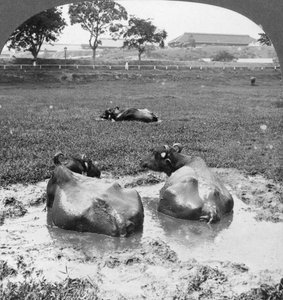 Buffalo wallow, Burma, 1908