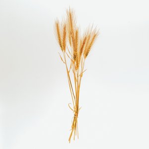 Barley No. 01, 2020 (foto)