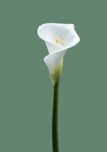 Calla Lily nr 02, 2021 (foto)