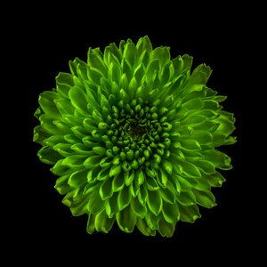 Chrysanthemum No. 01, 2020 (foto) av Steve Gallagher