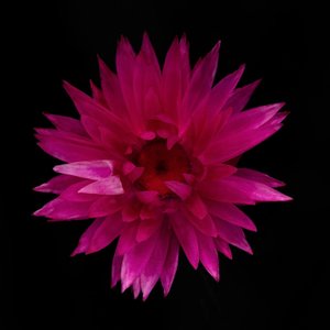 Torkad Dahlia nr 01, 2021 (foto)