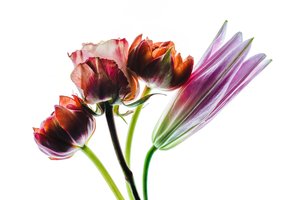 Grupp av fyra blommor, 2021 (foto)
