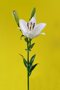 Lily on yellow nr 01, 2020 (foto)