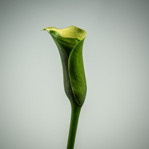 Enstaka grön Calla Lily, 2020 (foto)
