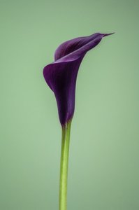 Enstaka lila Calla Lily, 2021 (foto)