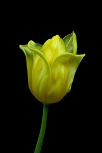 Yellow Tulip No.02, 2021 (foto)
