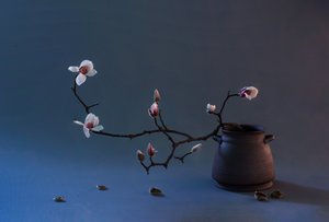 Zen-magnoliablomma av Summer2016