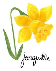 Illustration av en gul jonquil