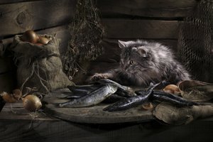 Den nyfikna katten och fisken av Svetlana Pavlоvskaja
