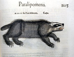 Grävling, illustration från 
