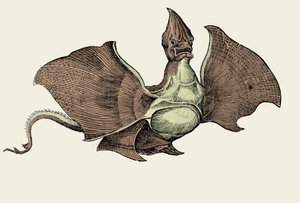 Fantastiskt havsmonster, illustration från 