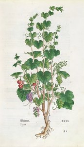 Grape Vine (Vitis Vinifera) botanisk tallrik från De Historia Stirpium av Leonard Fuchs (1501-66) 1543 av Swiss School