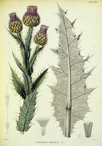 Onopordon-exemplar. Botanisk platta med titeln ""Botanisk resa i södra Spanien"" av botanikern Pierre Edmod Boissier av Swiss School