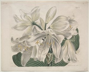 The Botanical Magazine eller Flower Garden Visas: White Cape - Coast Lily, 1806. av Sydenham Teast Edwards