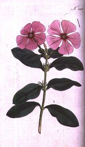 Periwinkle (Vinca rosea madagascar), tallrik 248 från William Curtis 