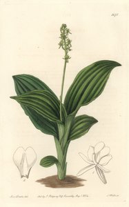 African Liparis Orchid - Water forte av S. Watts från en illustration av Sarah Anne Drake (1803-1857), från Botanical Register av Sydenham Teast Edwards