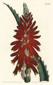 Aloe tree - Smalbladiga svärdaloe, Aloe arborescens. Handkolorerad kopparstick av F. Sansom Jr. efter en illustration av Sydenham Edwards från William Curtis